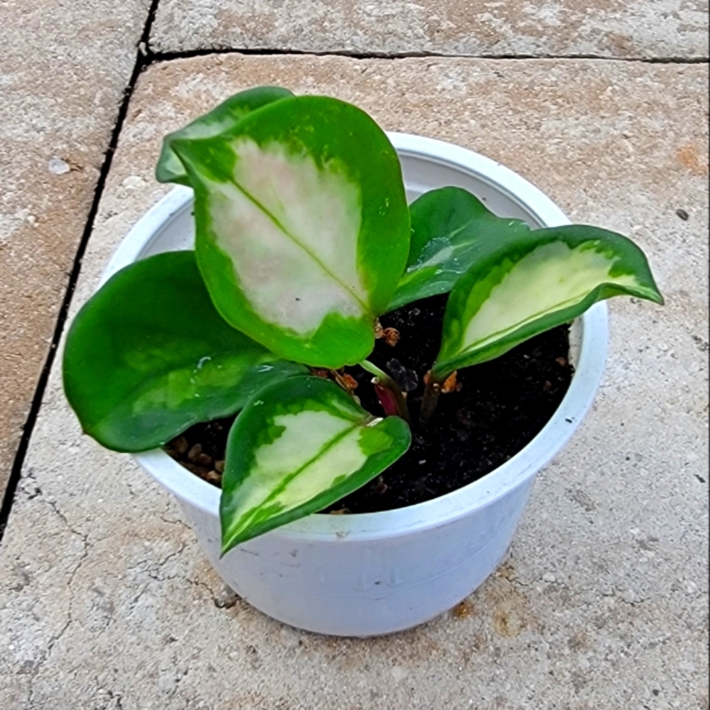 Hoya Variegated Tricolor Carnosa Crimson Krimson Princess Rooted Wax Plant